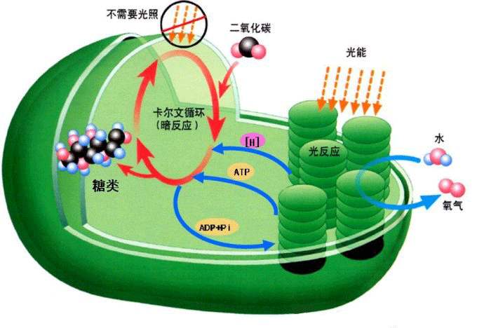 光合感化测定仪的操纵